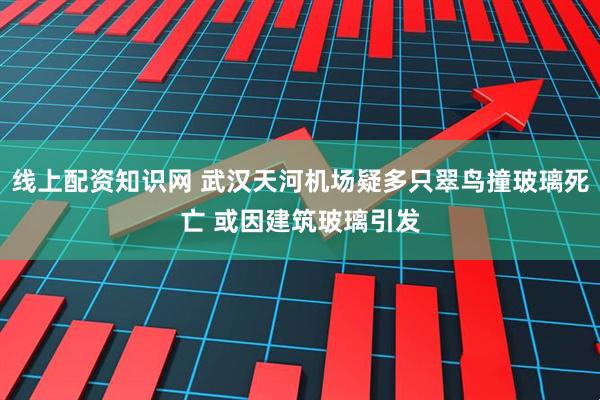 线上配资知识网 武汉天河机场疑多只翠鸟撞玻璃死亡 或因建筑玻璃引发